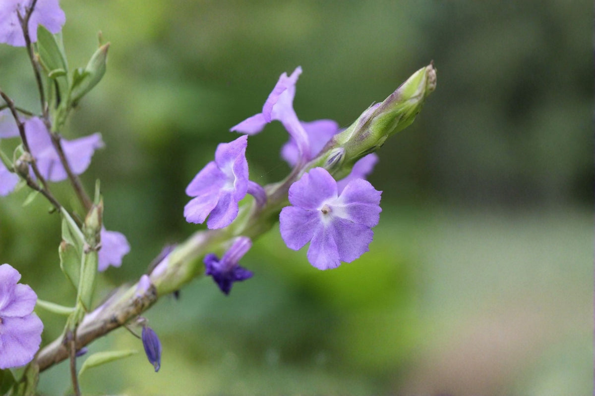 2 Blue Porterweed Live Plants | Stachytarpheta Plant | 4-6 Inch Starters | Blue Flowering Plant | No Pot | Tropical Garden Plant