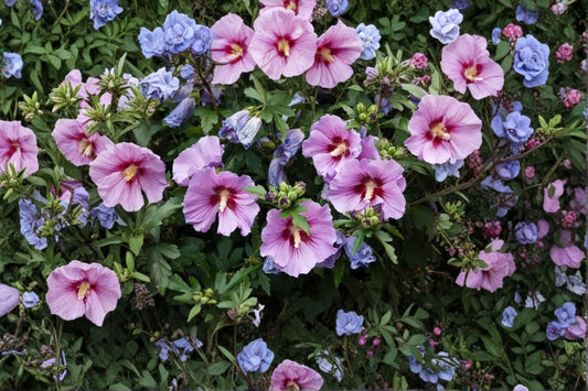 Rose of Sharon 3 Live Starter Plants – 6–8 Inches – Hibiscus