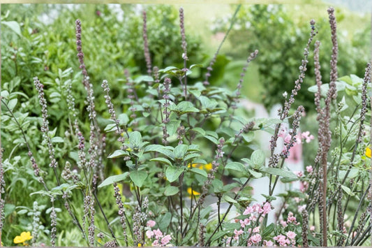 African Blue Basil Live Plant | Ocimum African Basil | 4 Inch Rooted Herb | Edible Fragrant Basil | Culinary Herb | No Pot
