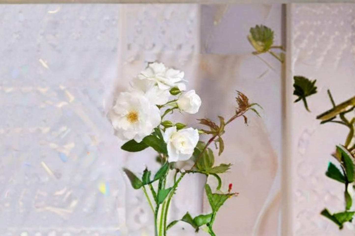 Iceberg Rose Live Plant – 1.5 Gal Floribunda White Rose