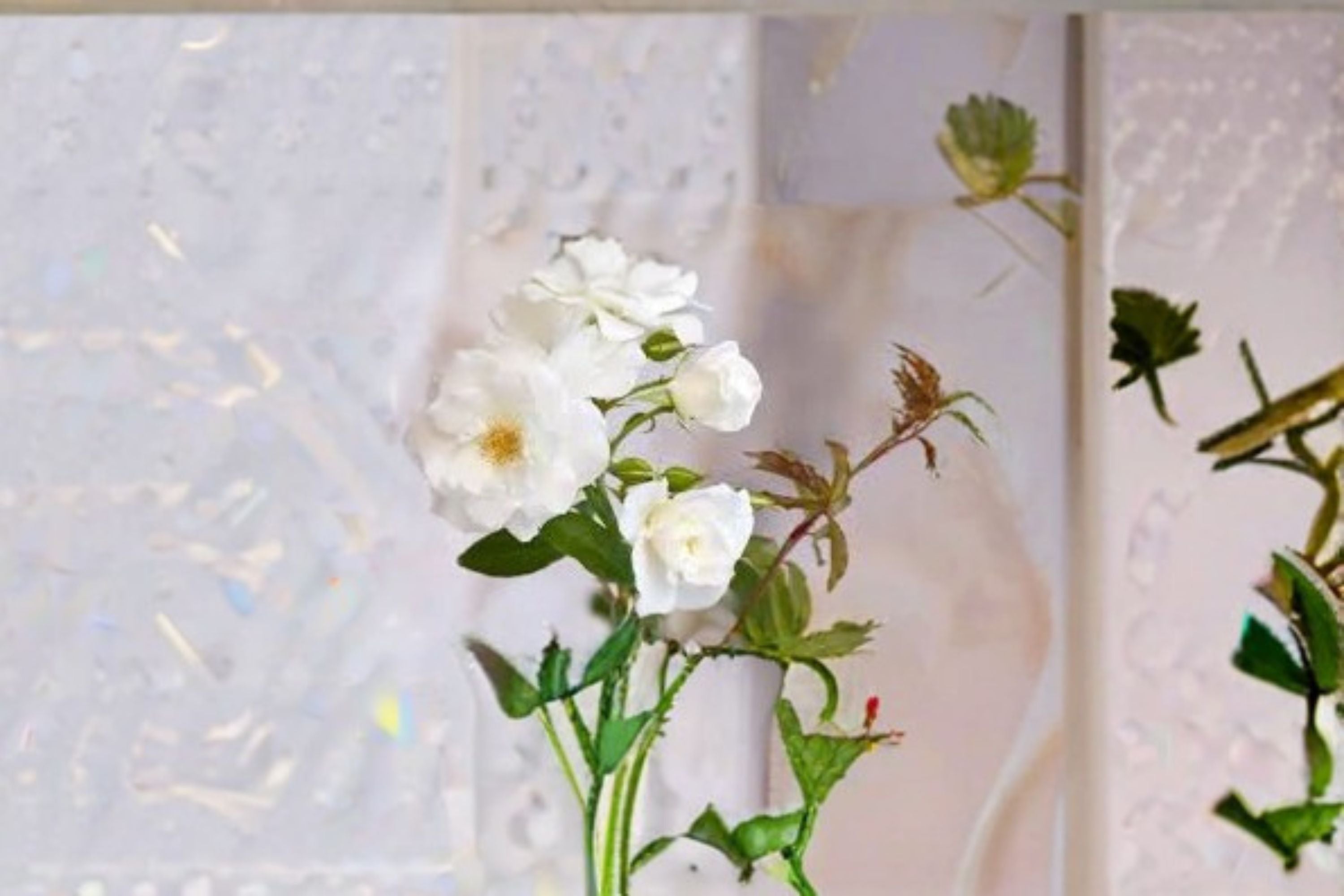 Iceberg Rose Live Plant – 1.5 Gal Floribunda White Rose
