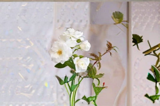Iceberg Rose Live Plant – 1.5 Gal Floribunda White Rose