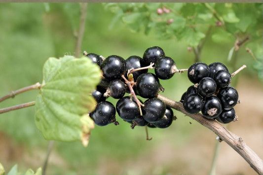 Crandall Black Currant Live Plant – Healthy Edible Fruit Shrub – Fall Planting