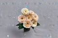 Stanley Abbey Rose Live Plant – Pink Apricot Garden Rose