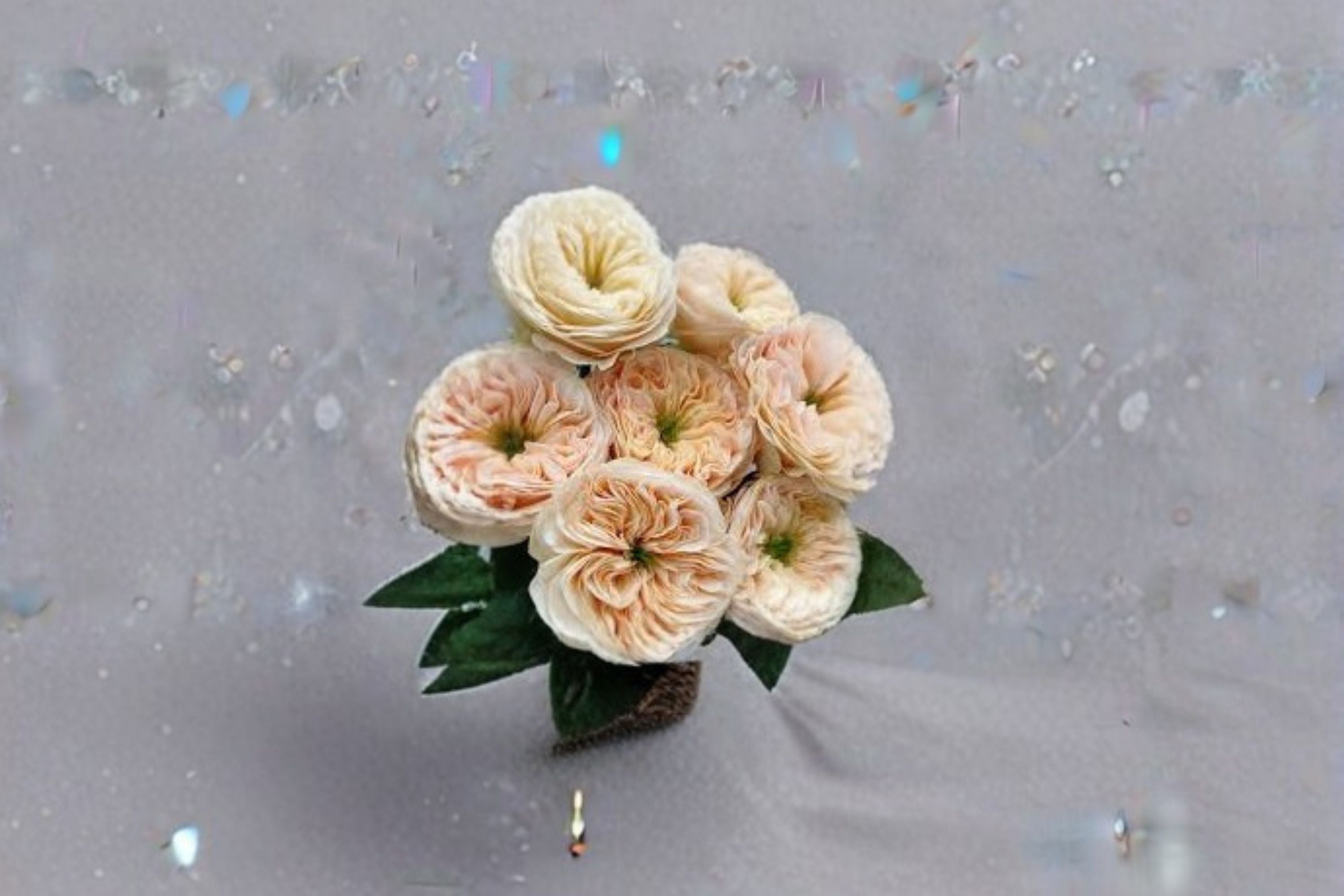 Stanley Abbey Rose Live Plant – Pink Apricot Garden Rose