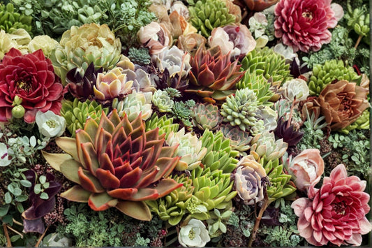 Hens and Chicks Colorockz 1 Plant – Sempervivum spp.