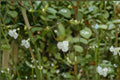 Tahitian Bridal Veil 10 Cuttings – Gibasis geniculata