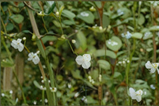 Tahitian Bridal Veil 10 Cuttings – Gibasis geniculata