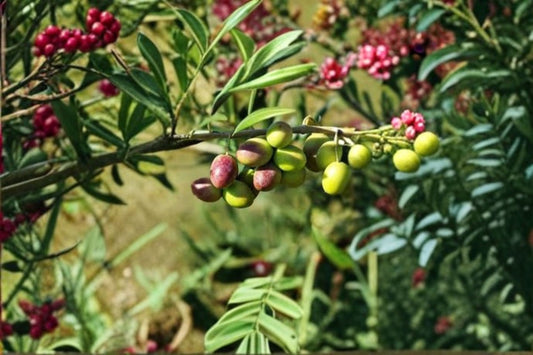 Arbequina Olive Live Plant – 4–6" Tall – Dwarf Fruit Tree – Olea europaea 'Arbequina'