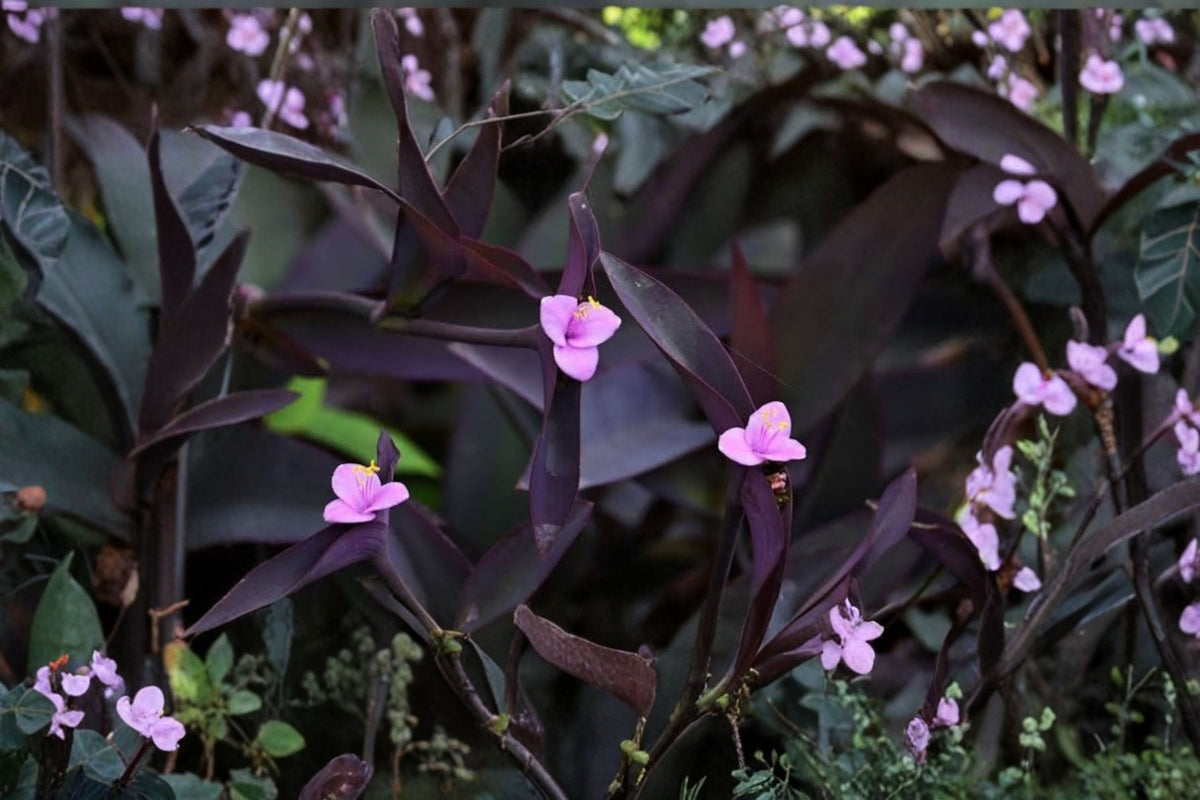 20 Purple Heart Tradescantia Cuttings | Tradescantia pallida 'Purpurea' | Purple Wandering Jew | 4-8 Inch Live Cuttings | Plant Propagation