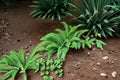 Western Sword Fern 1 Plant – Polystichum munitum