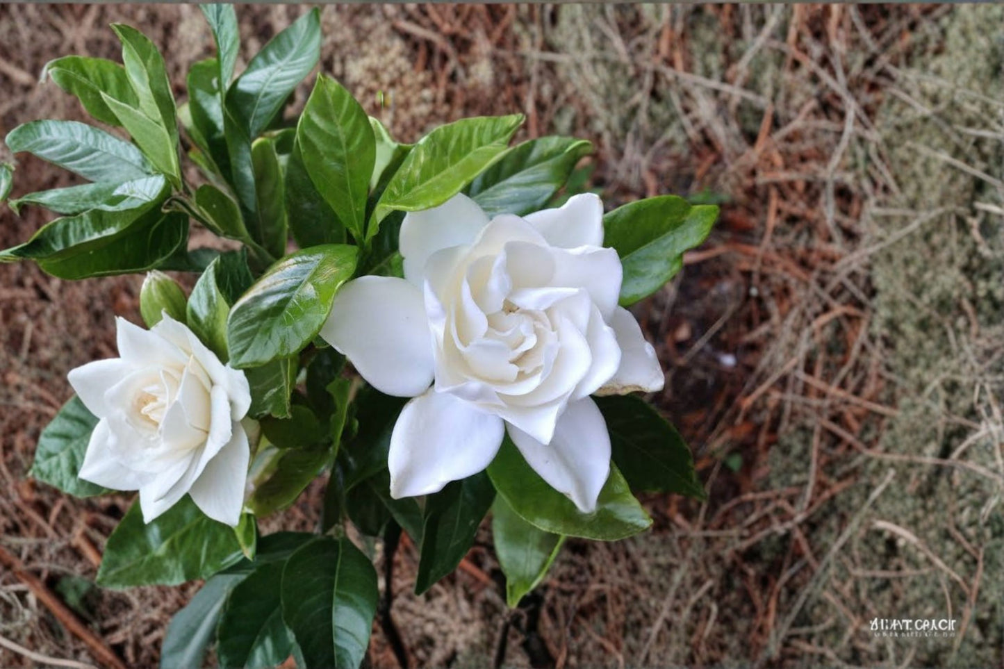 Summer Snow Gardenia® 1 Live Starter Plant (4L) – Gardenia jasminoides
