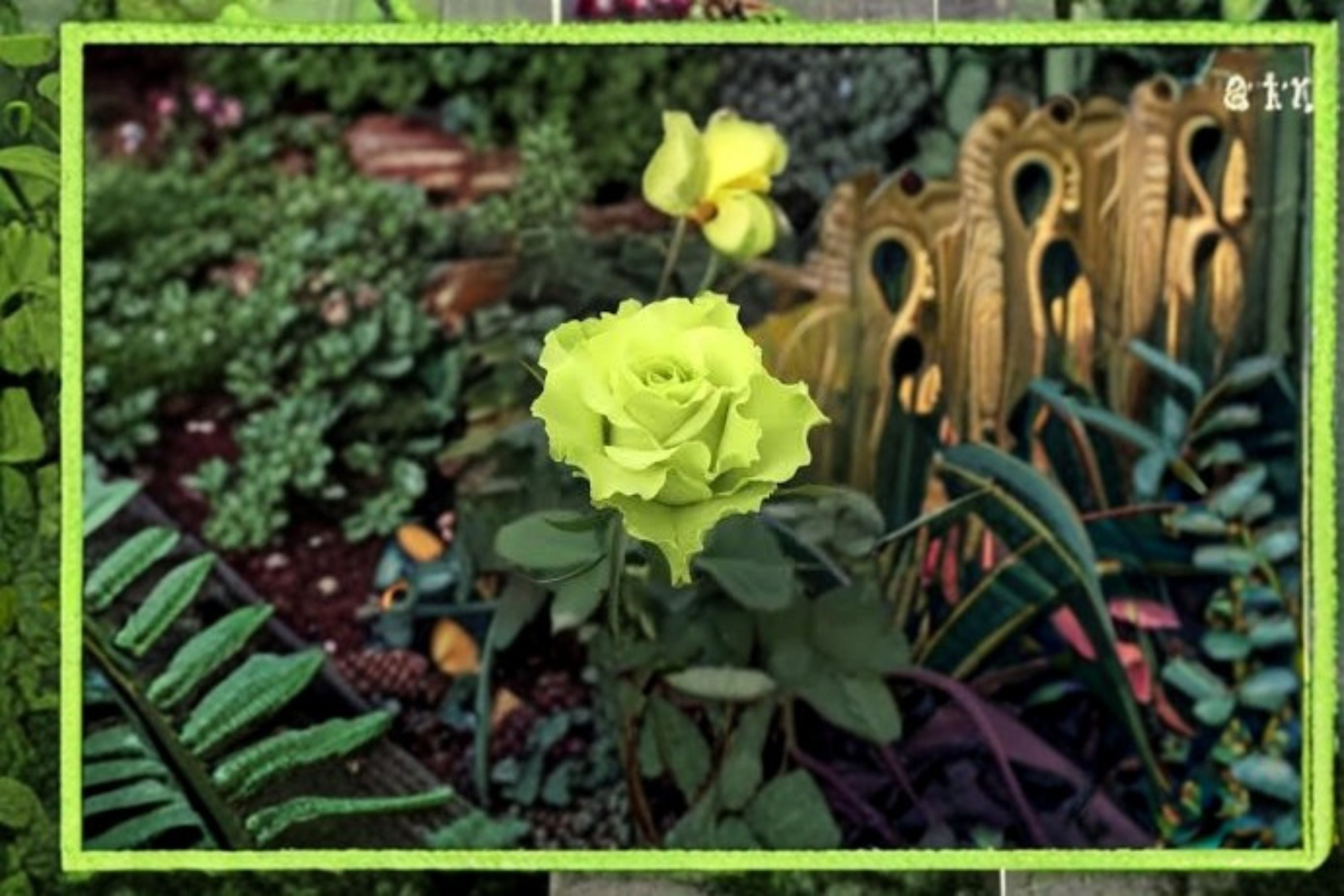 Green Mystery Rose 1 Plant – Rosa sp.