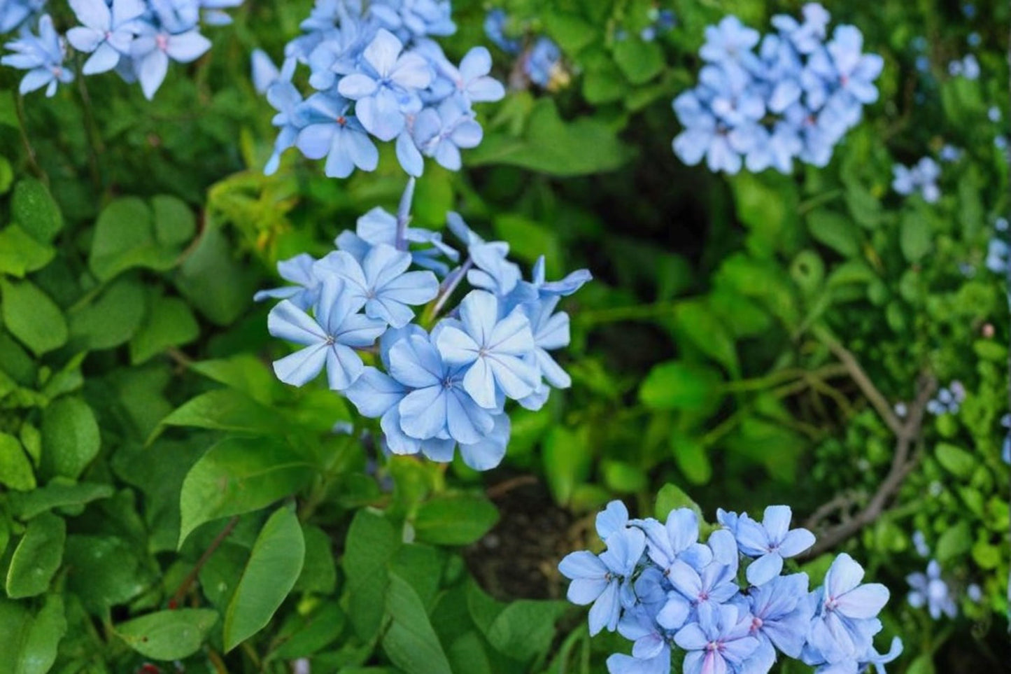 Plumbago Live Plug Plant – 1–3" Tall – Sky Blue Flowers – Plumbago auriculata