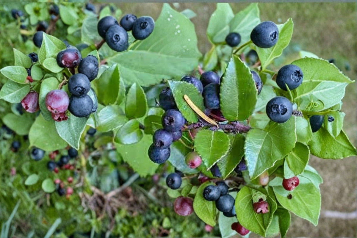 Wild Huckleberry Live Plant | Vaccinium ovatum | Evergreen Berry Shrub | 1 Gallon Pot | Huckleberry Bush | Live Fruit Plant