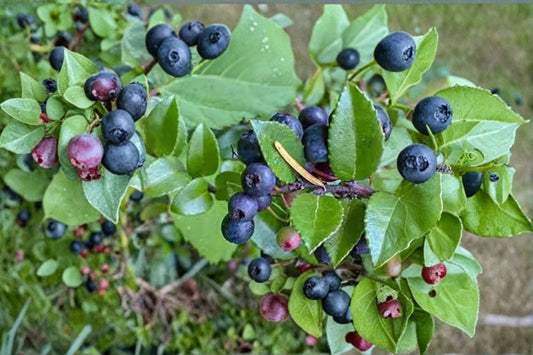 Wild Huckleberry Live Plant | Vaccinium ovatum | Evergreen Berry Shrub | 1 Gallon Pot | Huckleberry Bush | Live Fruit Plant