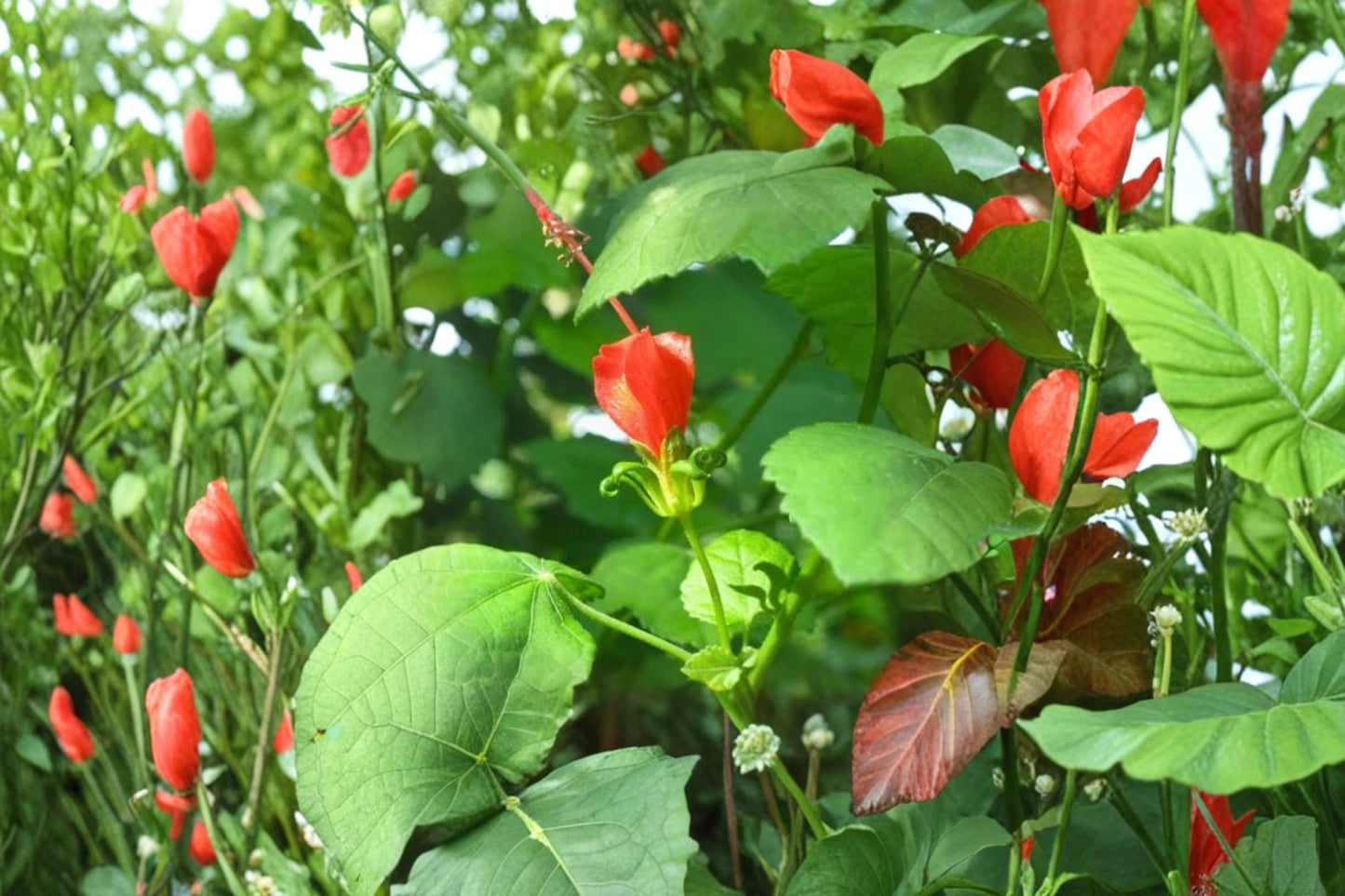 Turk's Cap Live Plant – 1 Gallon Fully Rooted – Malvaviscus arboreus – Hummingbird Plant
