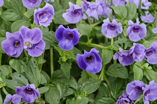 Torenia 'Summer Wave Trailing Large Blue' Live Plug Plant – 1–3" Tall – Blue Wishbone Flower