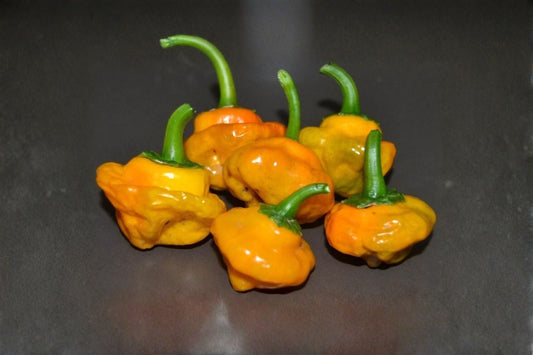 Yellow Jamaican Scotch Bonnet Pepper 2 Live Plants – 4" Pot-Grown – Capsicum chinense