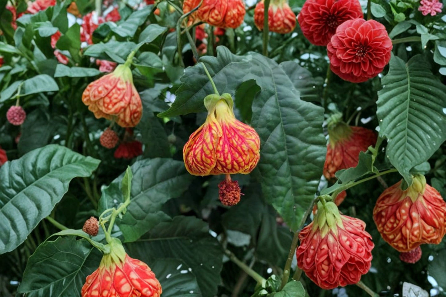 Abutilon Orange Tiger Live Plant – 4–6" Tall – No Pot – Bell Hibiscus – Abutilon Hybrid