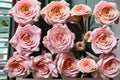 Diana Rose Live Plant – Elegant Cut Rose Variety