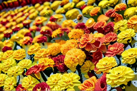 French Marigold Seeds Petite Mix Tagetes Patula Dwarf Colorful Annual Flower Compact Bedding Garden Plant 100 Seeds