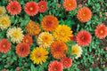 Calendula Seeds Pacific Beauty Orange Calendula Officinalis Bright Orange Annual Flower Garden Plant Bedding Border 100 Seeds