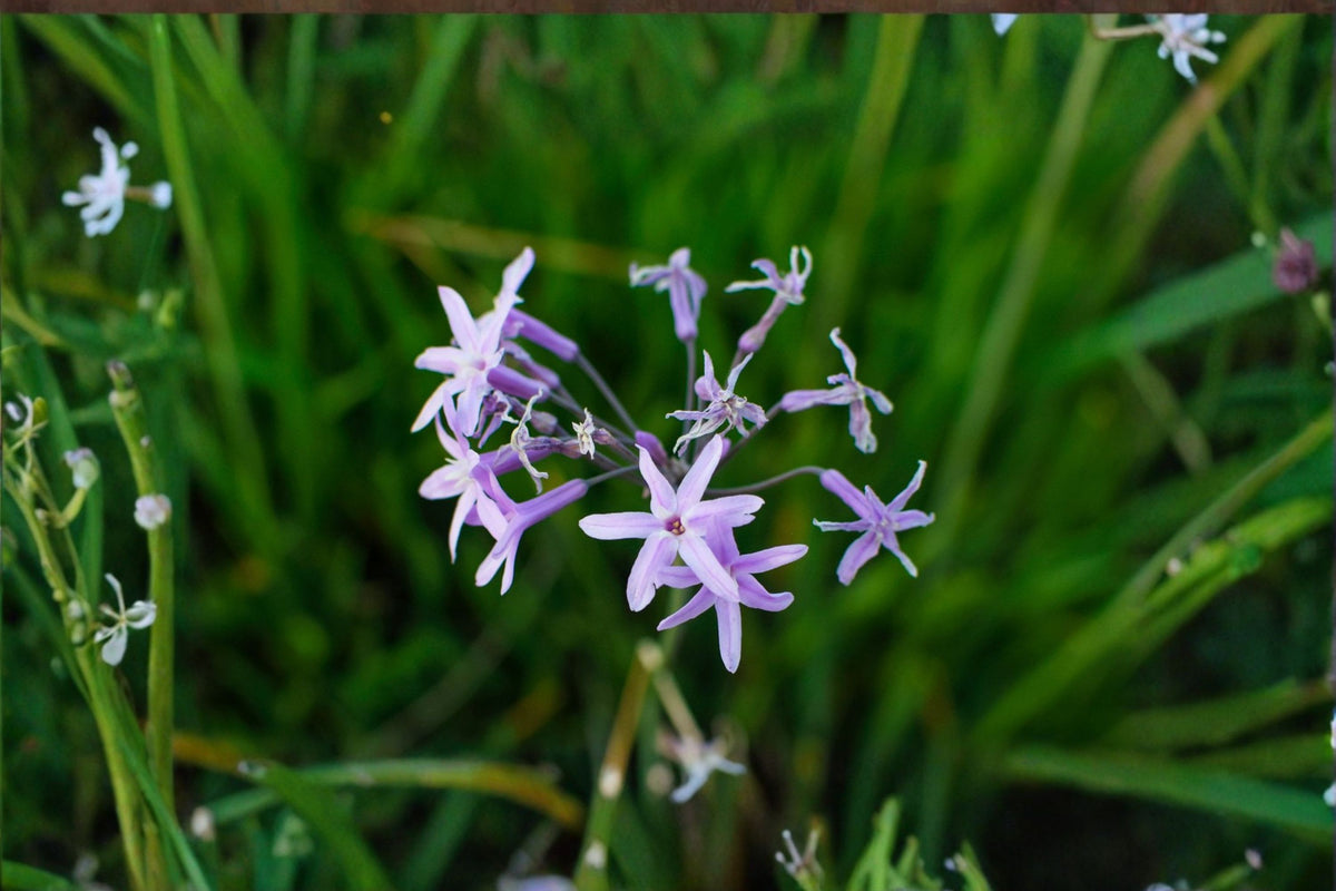 Society Garlic Live Plant – Lilac Pink Flowering Perennial