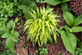 Curly Fries Hosta 1 Plant – Hosta ‘Curly Fries’