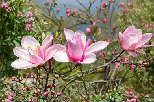 Jane Magnolia 1 Live Plant – Gallon Pot – Magnolia ‘Jane’