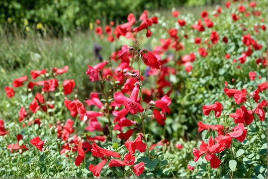 Penstemon 1 Plant – Penstemon spp.