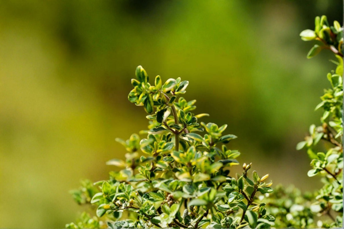 2 Lemon Thyme Cuttings | Live Culinary Herb Cuttings | Fragrant Thyme Plant | Herb Garden Propagation | Full Sun Herb | Zones 5-9