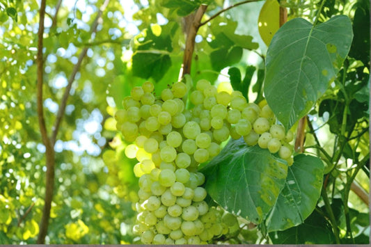 Lakemont Seedless Grape Vine 1 Live Plant – 1–2 Year Old – Vitis