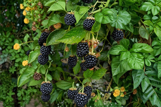 Kiowa Blackberry 3 Plants – Rubus ‘Kiowa’