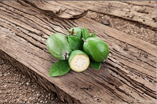Pineapple Guava Live Plant – Feijoa sellowiana – Cold Hardy Edible Shrub