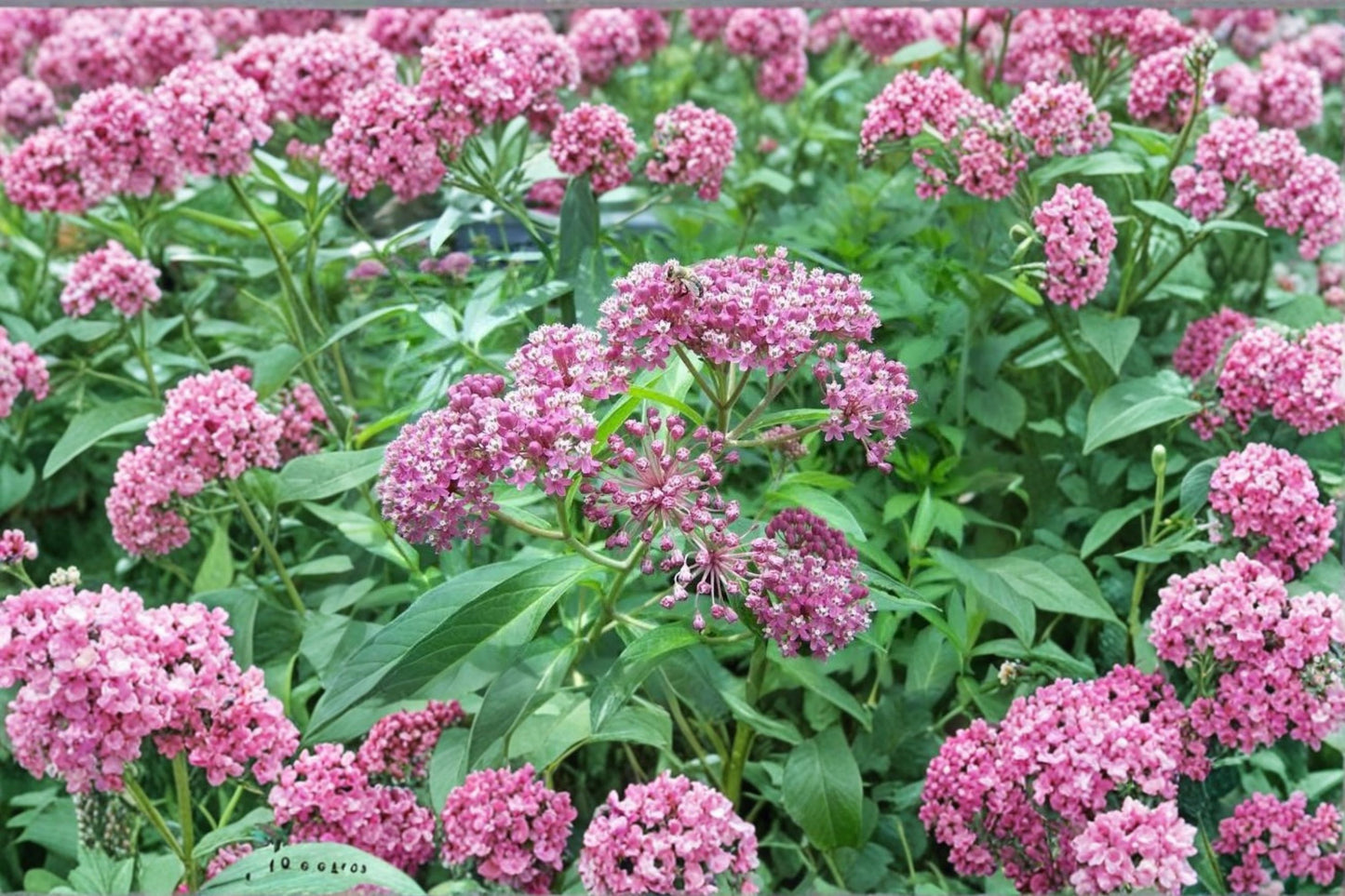 2 Red Swamp Milkweed Live Starter Plants – 3–8" Tall – Asclepias incarnata
