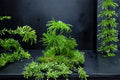 Climacium Tree Moss 1 Plant – Climacium dendroides