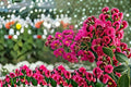 Tonto Crape Myrtle Live Plant – Hot Pink Flowering Tree