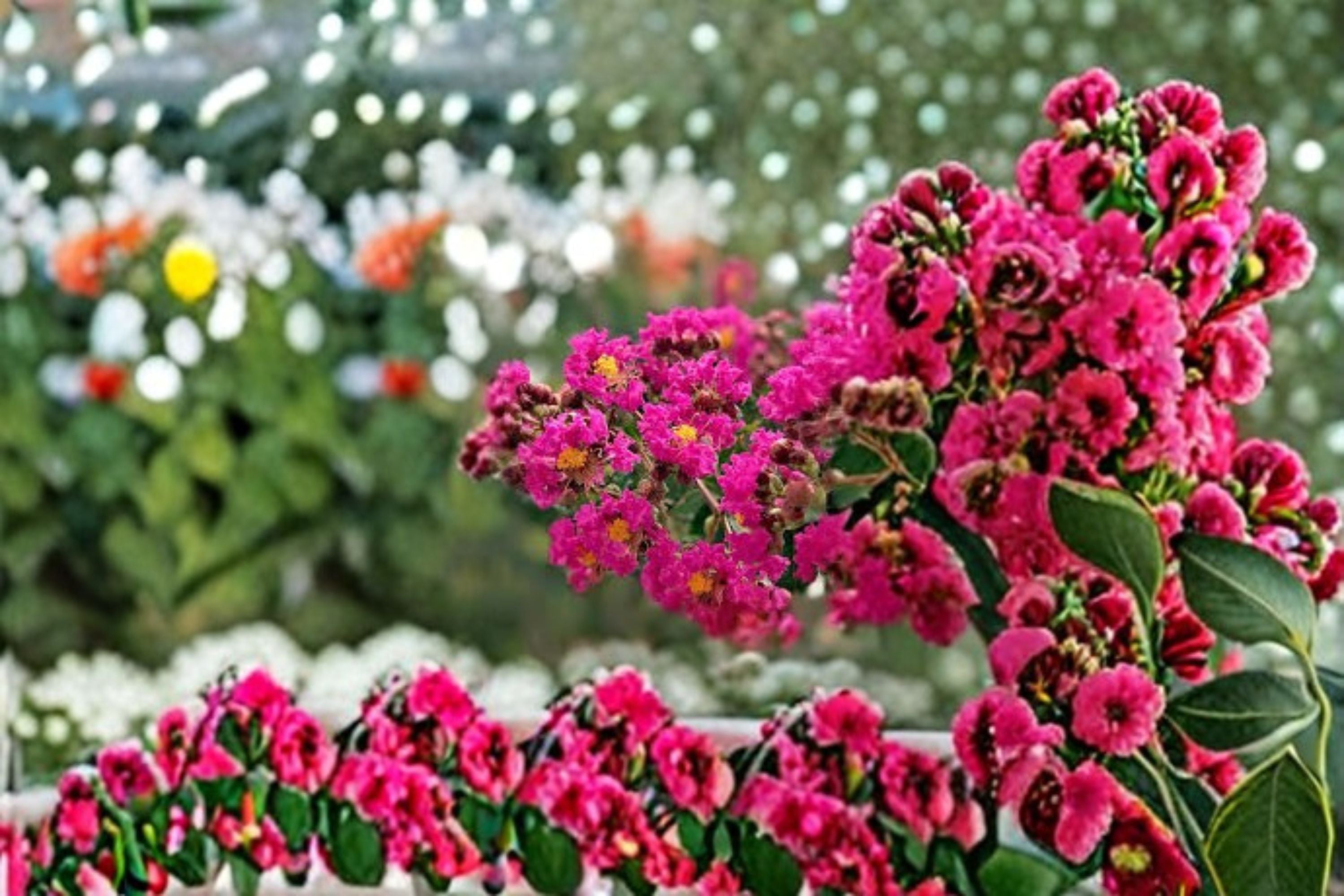 Tonto Crape Myrtle Live Plant – Hot Pink Flowering Tree