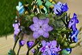 Reflection Clematis Live Plant – Pink Purple Large Flower Vine