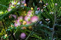 Pink Mimosa 12 Cuttings – Albizia julibrissin