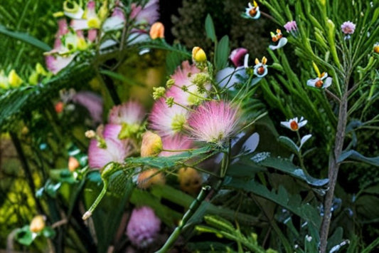 Pink Mimosa 12 Cuttings – Albizia julibrissin