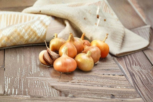 Stuttgarter 1 Lb Bulbs – Non-GMO Allium cepa Onion Sets