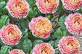 Claude Monet Rose Live Plant – Fragrant French Garden Rose