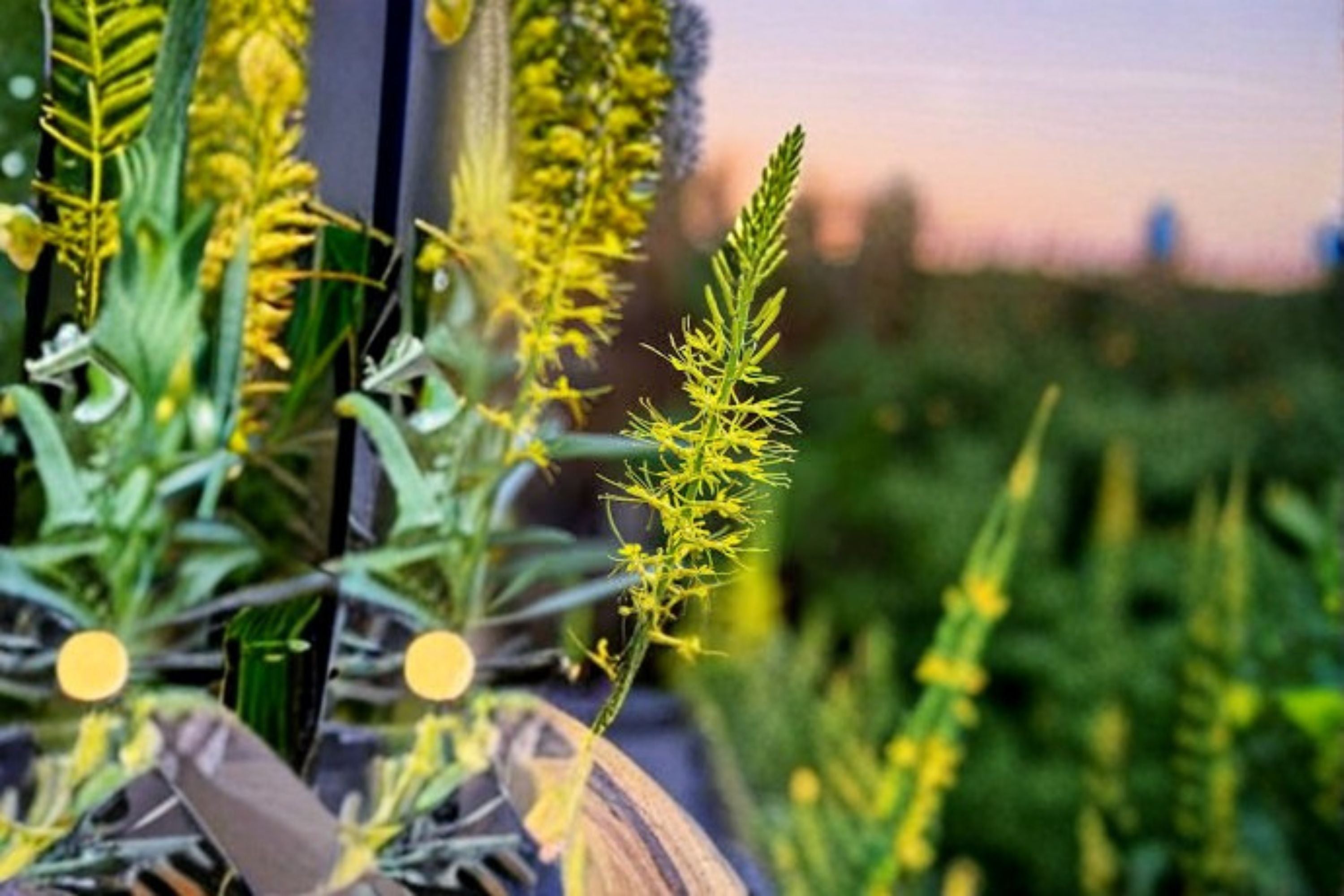 Princes Plume Seeds Stanleya pinnata Yellow Wildflower Seeds Native Perennial Garden Flower Planting 40 Seeds