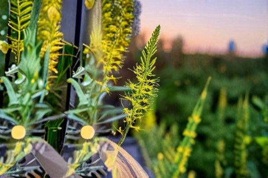 Princes Plume Seeds Stanleya pinnata Yellow Wildflower Seeds Native Perennial Garden Flower Planting 40 Seeds