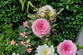 Mandala Rose Live Plant – Own Root Edible Cut Rose