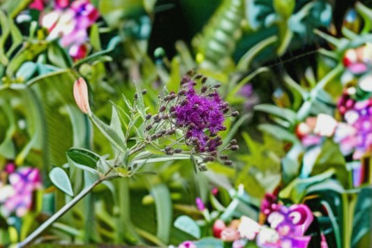 Tall Ironweed Seeds Vernonia Gigantea Purple Wildflower Perennial Garden Meadow Plant Tall Border Flower 100 Seeds