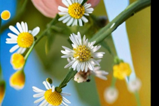 Panicled Aster Seeds Symphyotrichum lanceolatum White Native Wildflower Seeds Perennial Garden Planting 100 Seeds