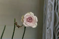 Notre Dame Rose Live Plant – Fragrant Pink Purple Garden Rose